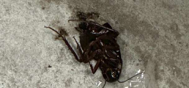 Warm winter leads to early surge in pests, including cockroaches