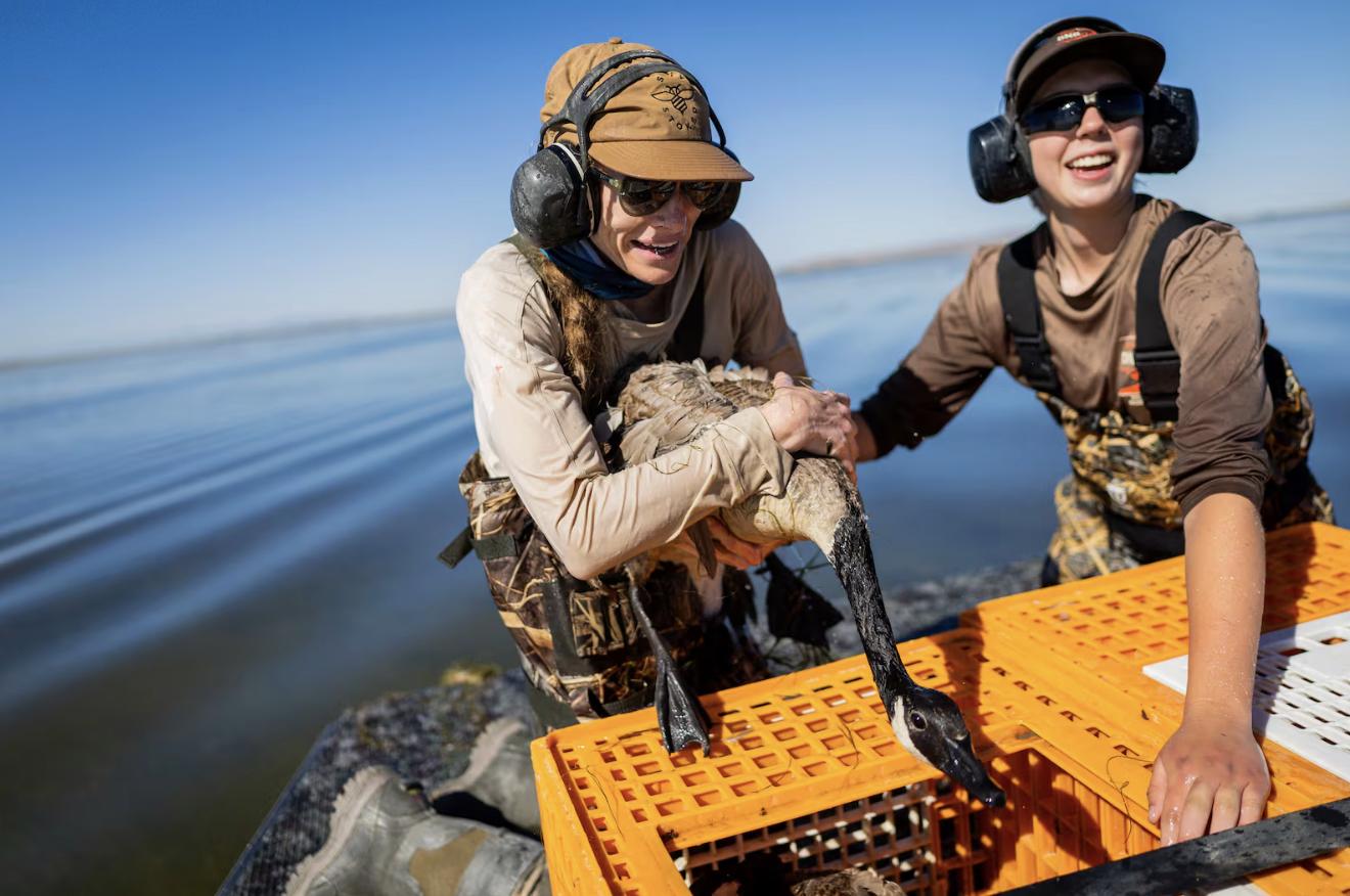 Jessa Bowman, left, and Emery Jessop, right, Utah Division of Wildlife Resources employees, put a wild goose in a crate after capturing it from their boat during an airboat roundup of wild geese at Ogden Bay Waterfowl Management Area in Hooper on Friday.