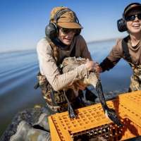 Goose catching has become a well-tuned science in Utah