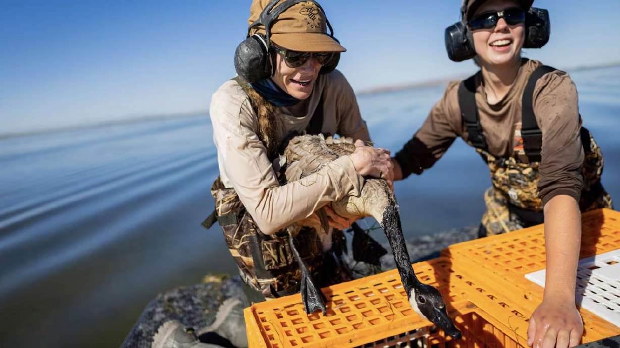 Goose Trapping Goose catching has become a well-tuned science in Utah | KSL.com