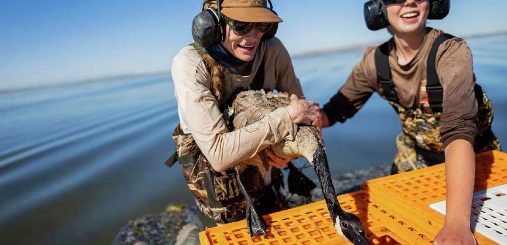 Goose catching has become a well-tuned science in Utah