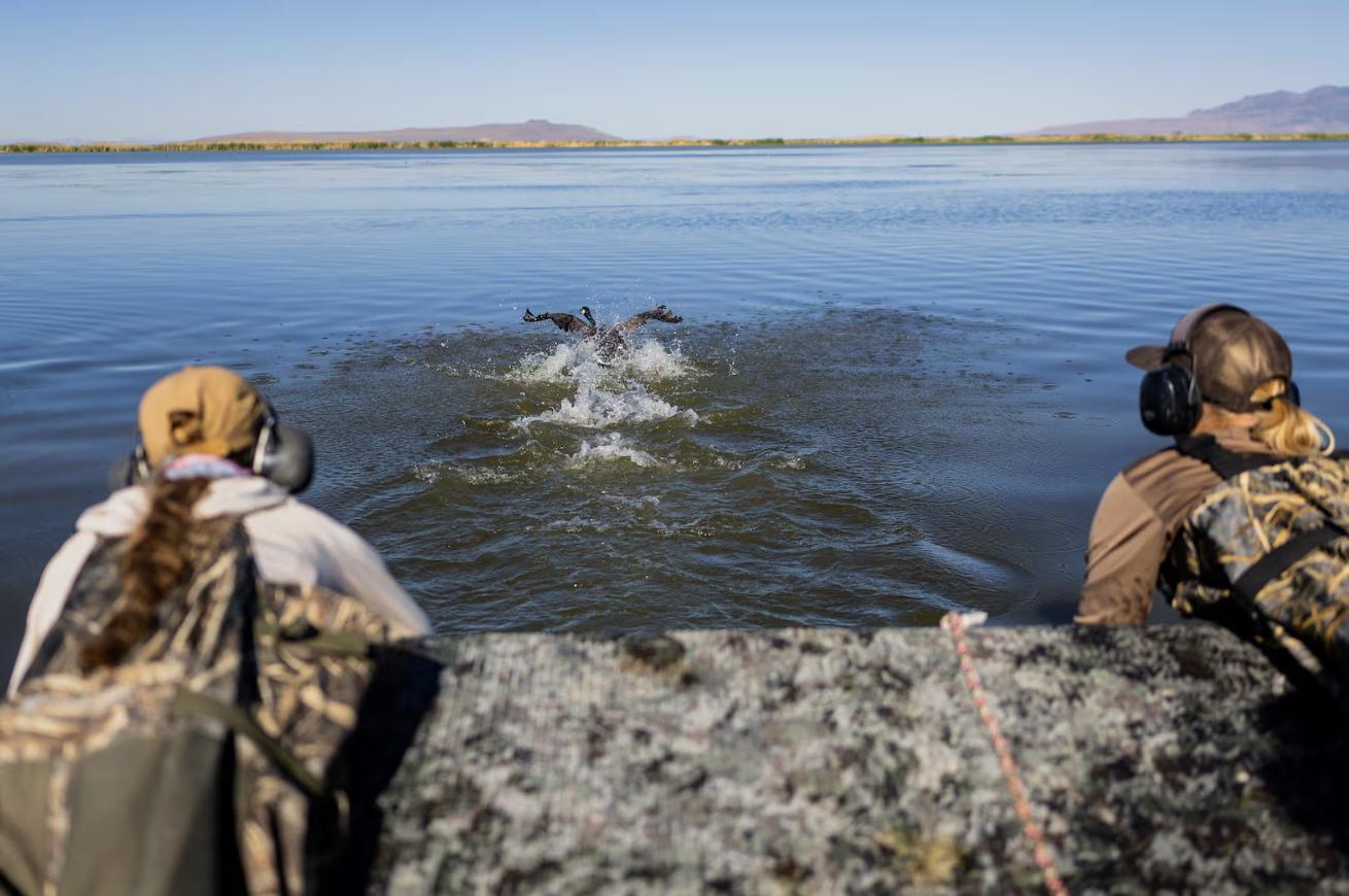 Jessa Bowman, left, and Emery Jessop, right, Utah Division of Wildlife Resources employees, prepare to capture a wild goose, center, from their boat during an airboat roundup of wild geese at Ogden Bay Waterfowl Management Area in Hooper on Friday. When they get the geese back to shore, the biologists examine and band the birds and then set them free.