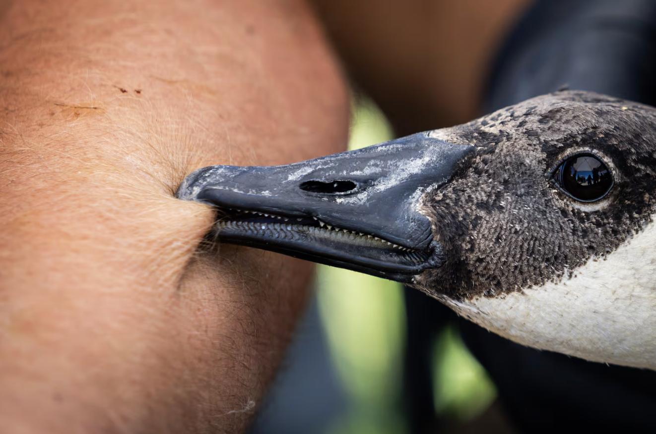 A wild goose bites a Utah Division of Wildlife Resources employee after they banded the goose after employees and volunteers captured wild geese from boats during an airboat roundup of wild geese at Ogden Bay Waterfowl Management Area in Hooper on Friday. When they get the geese back to shore, the biologists examine and band the birds and then set them free.
