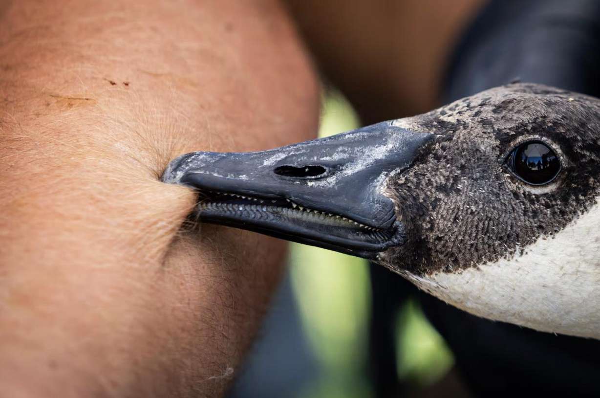 A wild goose bites a Utah Division of Wildlife Resources employee after they banded the goose after employees and volunteers captured wild geese from boats during an airboat roundup of wild geese at Ogden Bay Waterfowl Management Area in Hooper on Friday. When they get the geese back to shore, the biologists examine and band the birds and then set them free.