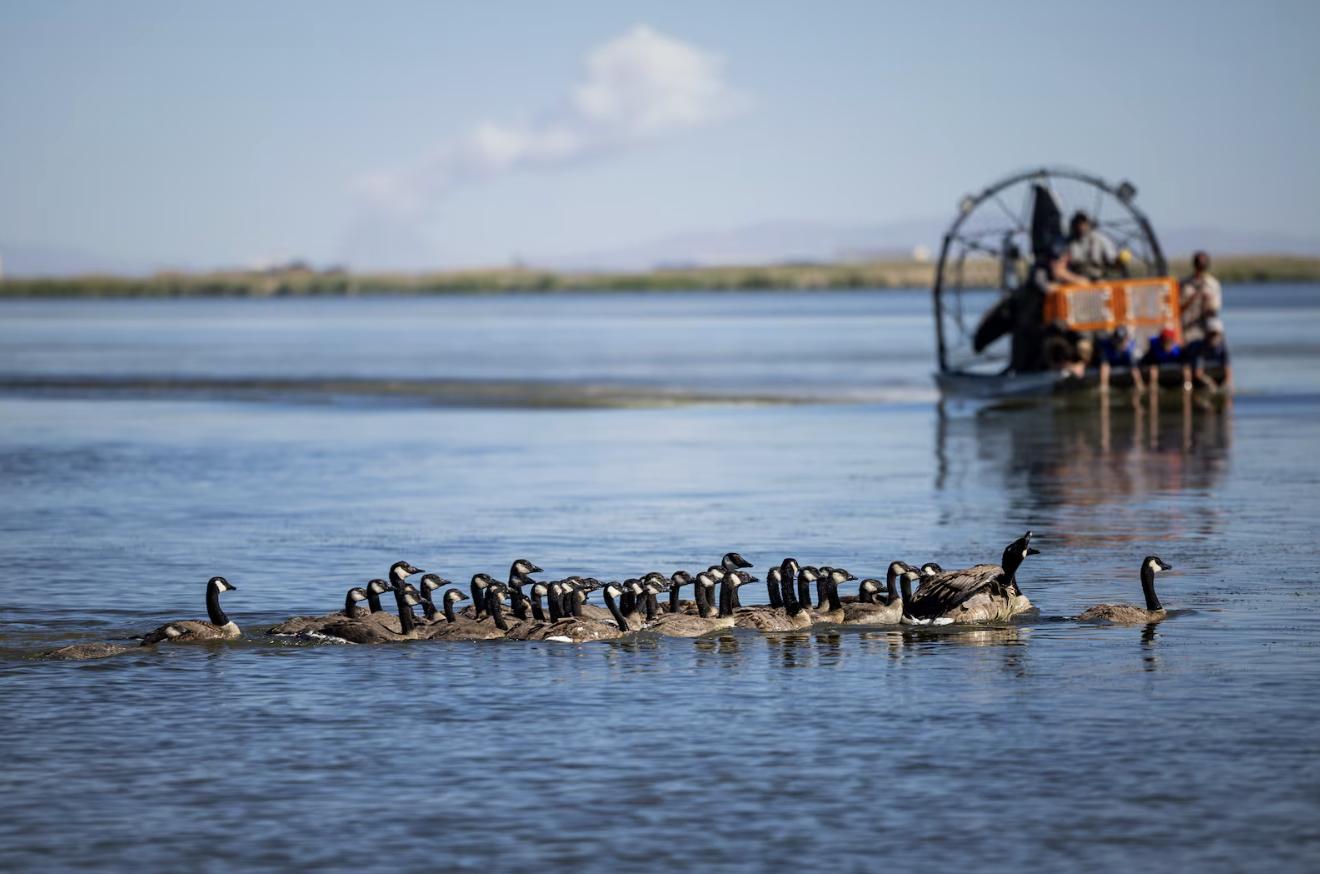 Utah Division of Wildlife Resources employees and volunteers capture wild geese from boats during an airboat roundup of wild geese at Ogden Bay Waterfowl Management Area in Hooper on Friday. When they get the geese back to shore, the biologists examine and band the birds and then set them free.