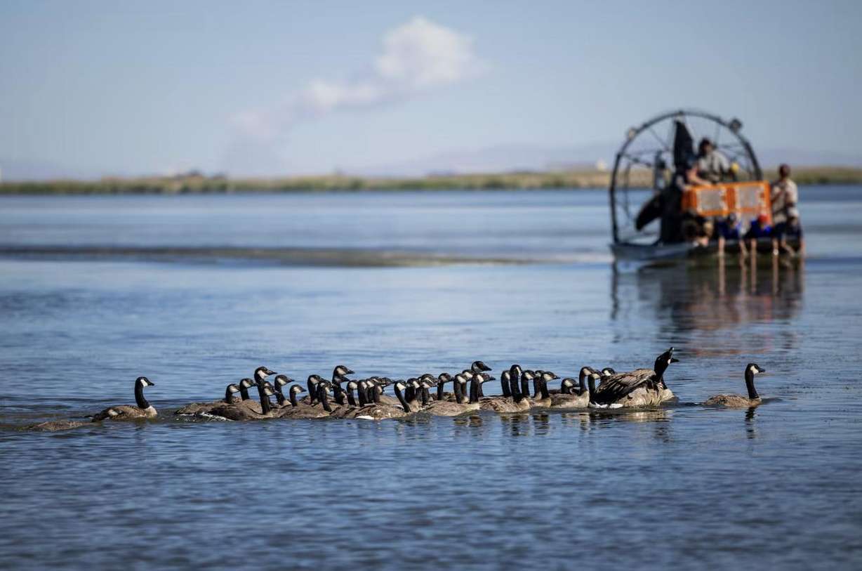 Utah Division of Wildlife Resources employees and volunteers capture wild geese from boats during an airboat roundup of wild geese at Ogden Bay Waterfowl Management Area in Hooper on Friday. When they get the geese back to shore, the biologists examine and band the birds and then set them free.