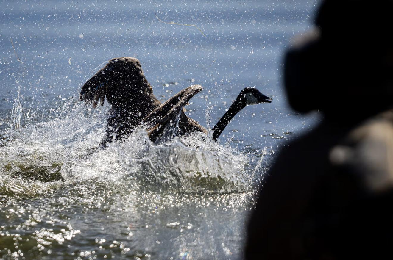 A goose flees as Utah Division of Wildlife Resources employees and volunteers capture wild geese from boats during an airboat roundup of wild geese at Ogden Bay Waterfowl Management Area in Hooper on Friday. When they get the geese back to shore, the biologists examine and band the birds and then set them free.