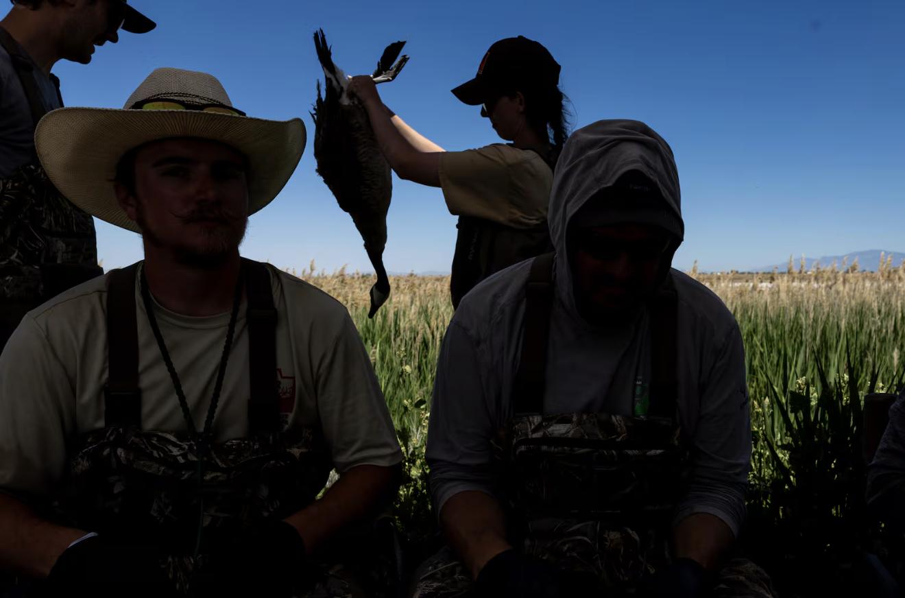 Ellie Hartman, a Utah Division of Wildlife Resources employee, center, holds a wild goose as employees band wild geese after employees and volunteers captured wild geese from boats during an airboat roundup of wild geese at Ogden Bay Waterfowl Management Area in Hooper on Friday. When they get the geese back to shore, the biologists examine and band the birds and then set them free.