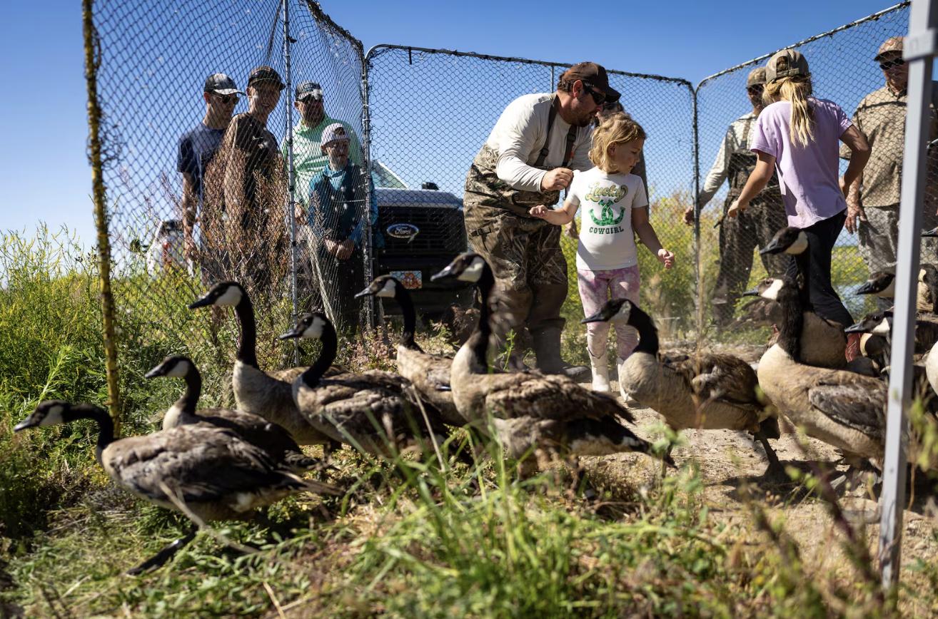 Steven Hunt, Utah Division of Wildlife Resources employee, center left, and daughter Atlee Hunt, 5, center right, watch as geese are released from their enclosure after they were banded by Utah Division of Wildlife Resources employees and volunteers as they captured wild geese from boats during an airboat roundup of wild geese at Ogden Bay Waterfowl Management Area in Hooper on Friday. When they get the geese back to shore, the biologists examine and band the birds and then set them free.