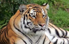 Tiger escapes enclosure at San Francisco Zoo, kills 1 and injures 2