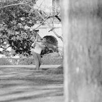From tennis to T-ball, the White House's South Lawn is no stranger to sports. But not like the UFC