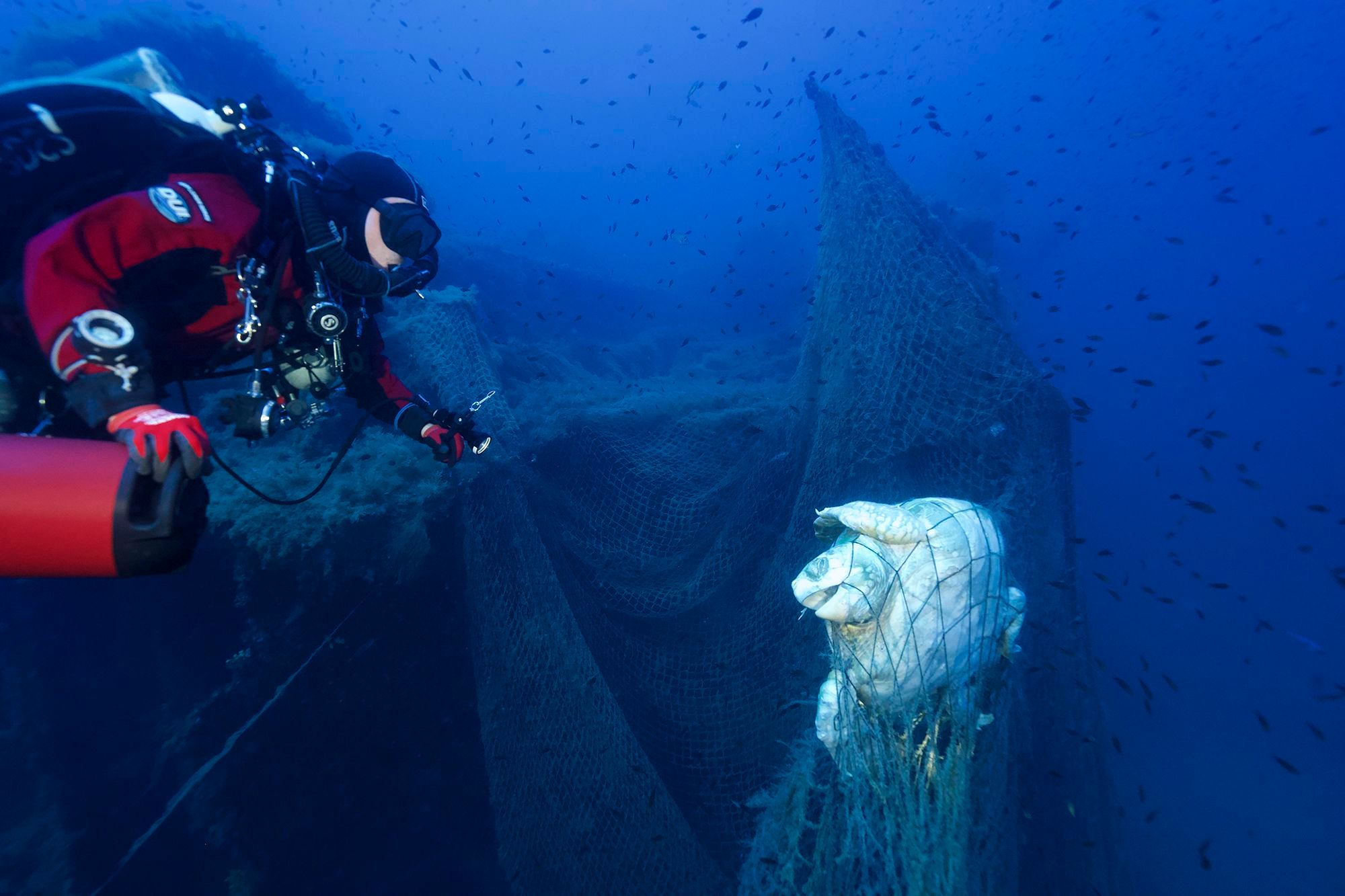 Rare footage of Mediterranean great white shark captured by ghost diver