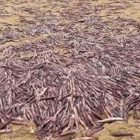Why did thousands of squid wash up on a Massachusetts beach?