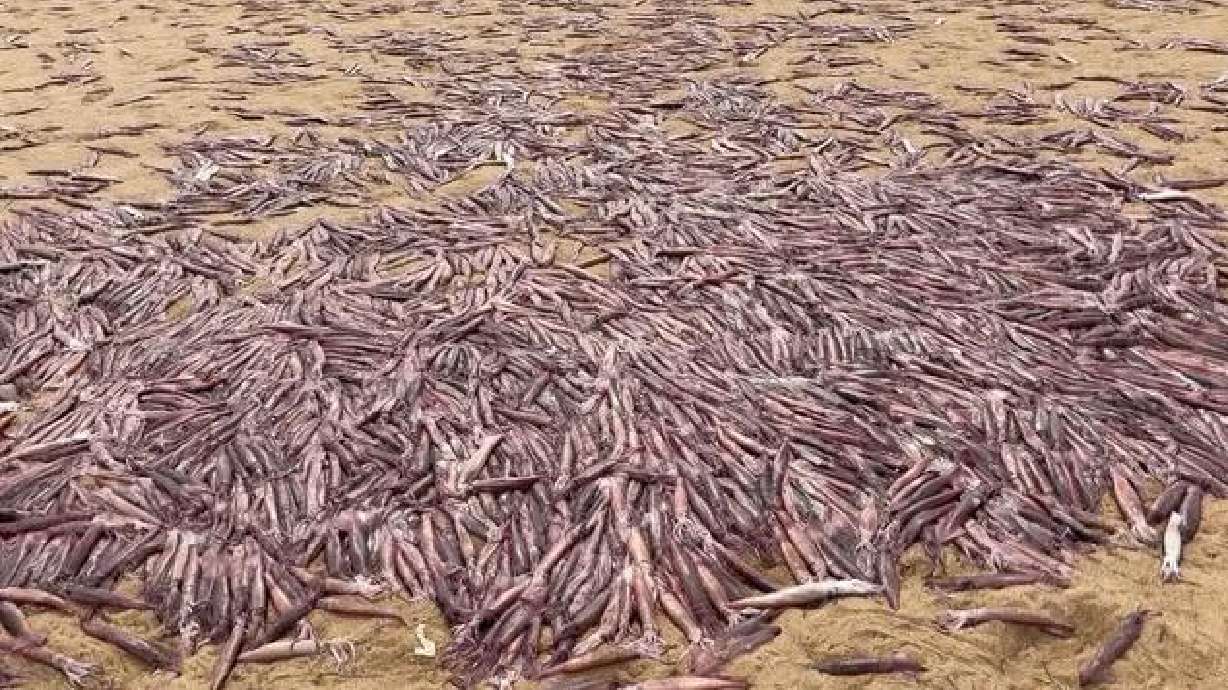 Social media video and photos from this weekend show the squids stacked up in the sand. The Provincetown Harbormaster's Office said they are Atlantic longfin inshore squid that are at the end of their life cycle.