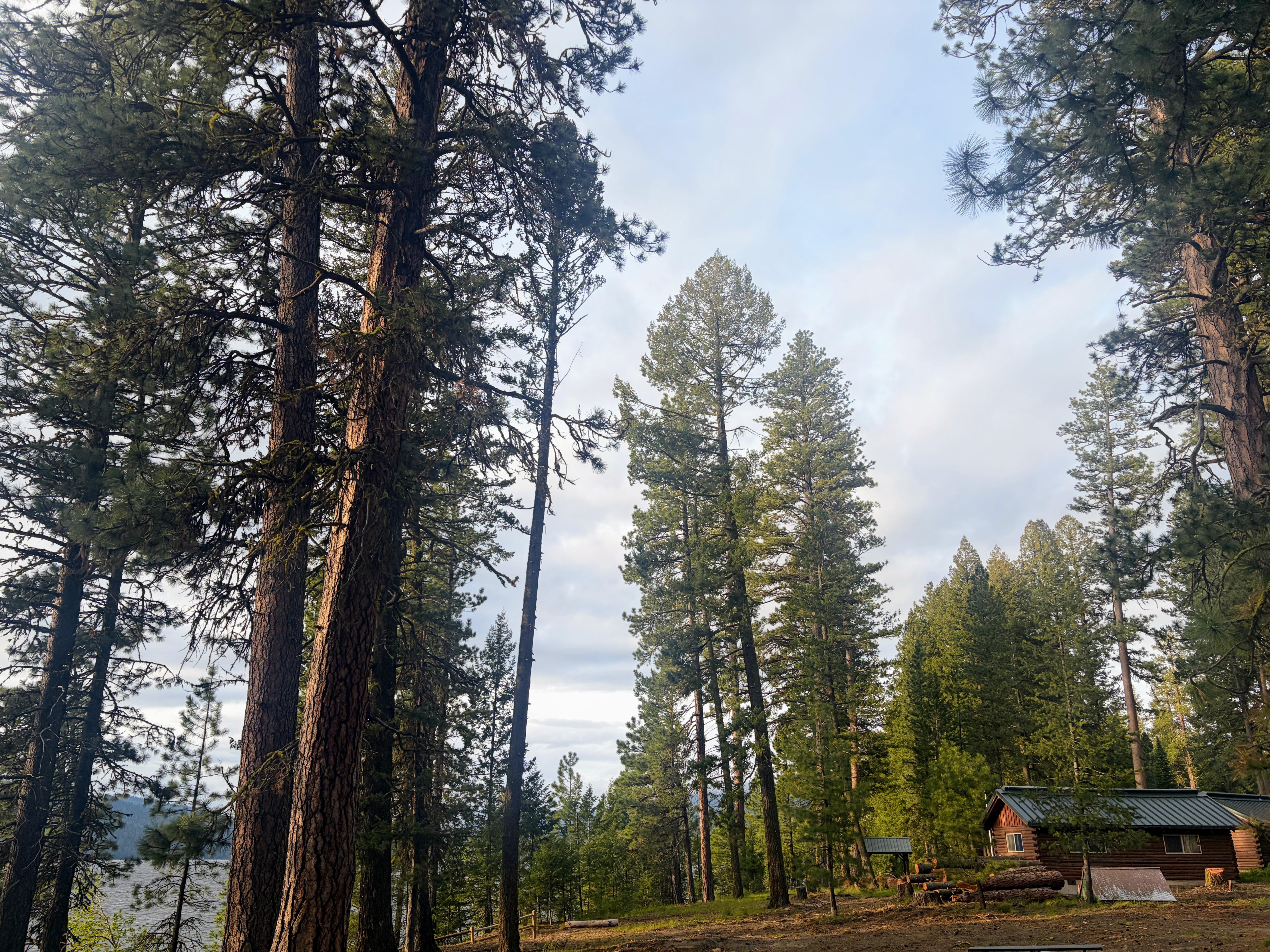 Morning view in Ponderosa State Park.