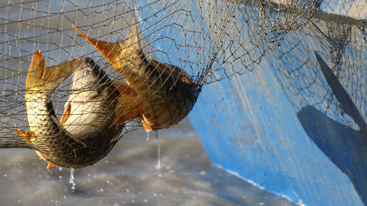 Carp are removed from Utah Lake by Loy Fisheries Inc. in Spanish Fork on Feb. 12, 2015. A consumption advisory on the carp in Utah Lake was removed on Wednesday, following 21 years.