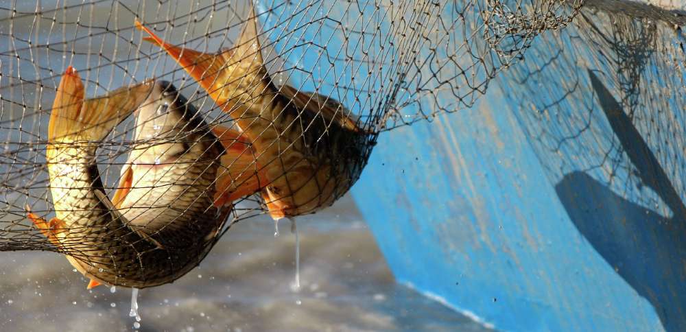 'A major victory': It's now safe enough to eat the carp at Utah Lake