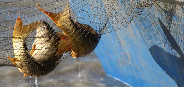 'A major victory': It's now safe enough to eat the carp at Utah Lake