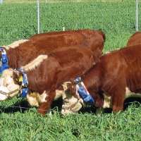 Utah ranchers using virtual fencing for grazing after Monroe Canyon Fire