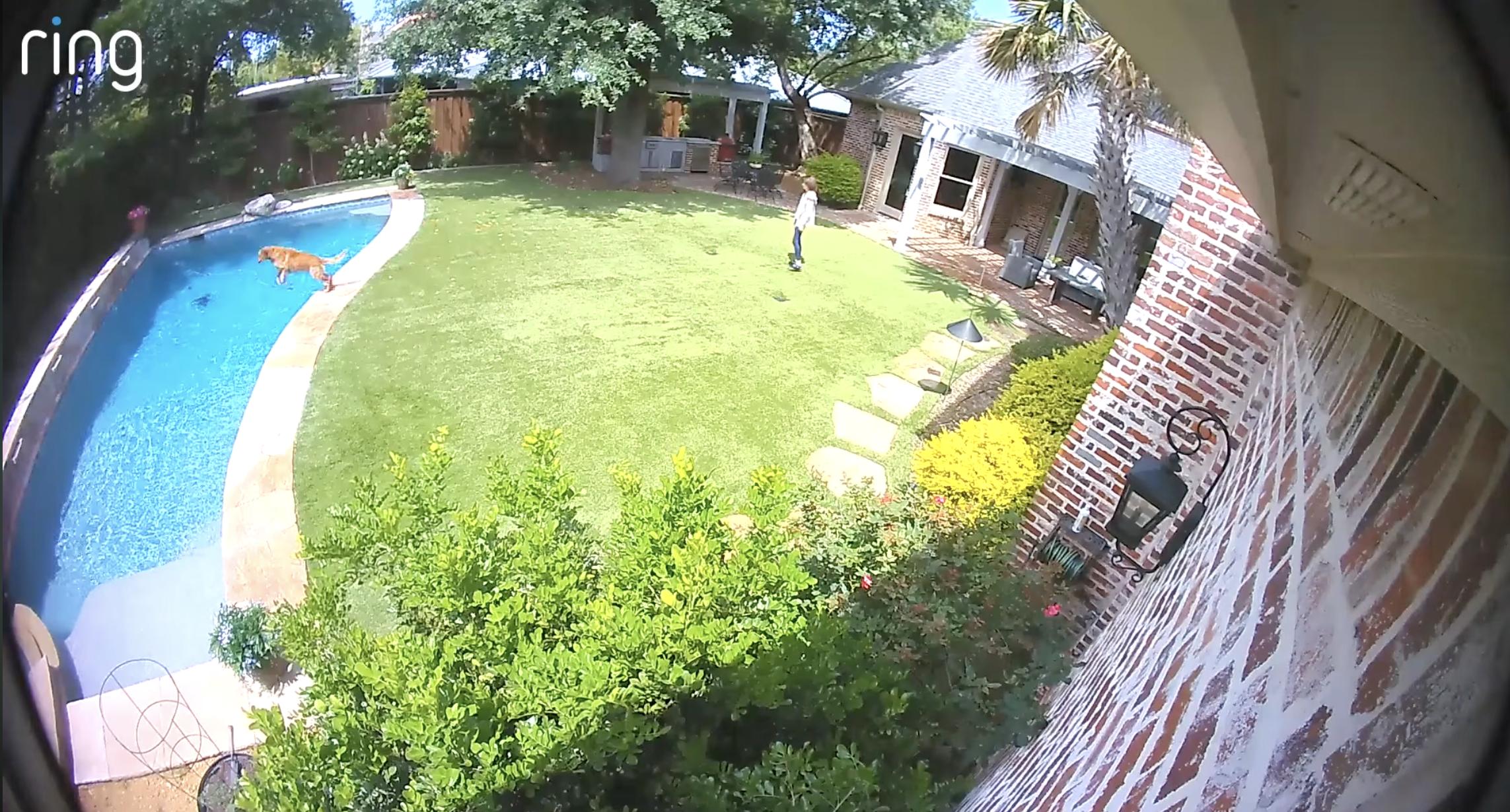 Have You Seen This? Energetic dog eager to show off cannonball trick 