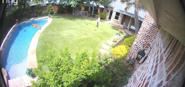 Have You Seen This? Energetic dog eager to show off cannonball trick