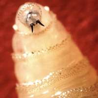 Idaho sets animal entry requirements following New World screwworm detection