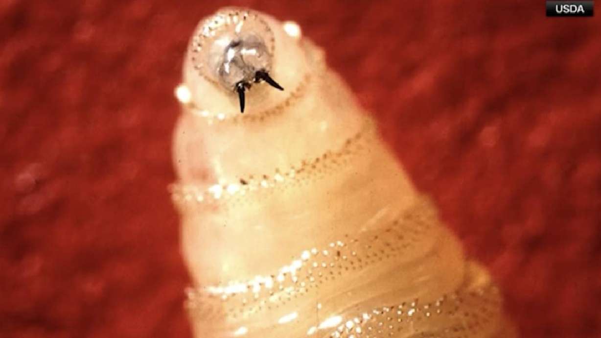 The Idaho State Department of Agriculture has announced new entry requirements for animals entering Idaho following recent detections of New World screwworm in Texas and New Mexico.