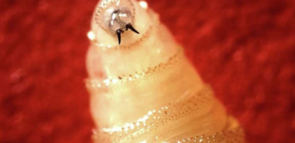Idaho sets animal entry requirements following New World screwworm detection