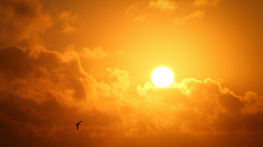 How extreme heat affects heart health