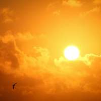 How extreme heat affects heart health