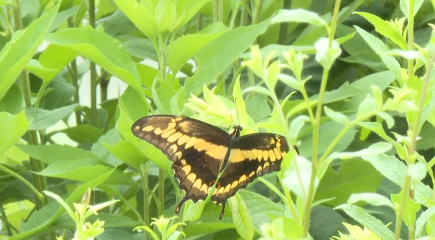 One hundred butterflies were released Wednesday at Jefferson Farm, and Tim Reinbott said the occasion is still his favorite after decades. Reinbott is retiring this year after four decades of serving.