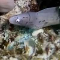 Have You Seen This? Baby eel brightens diver's day