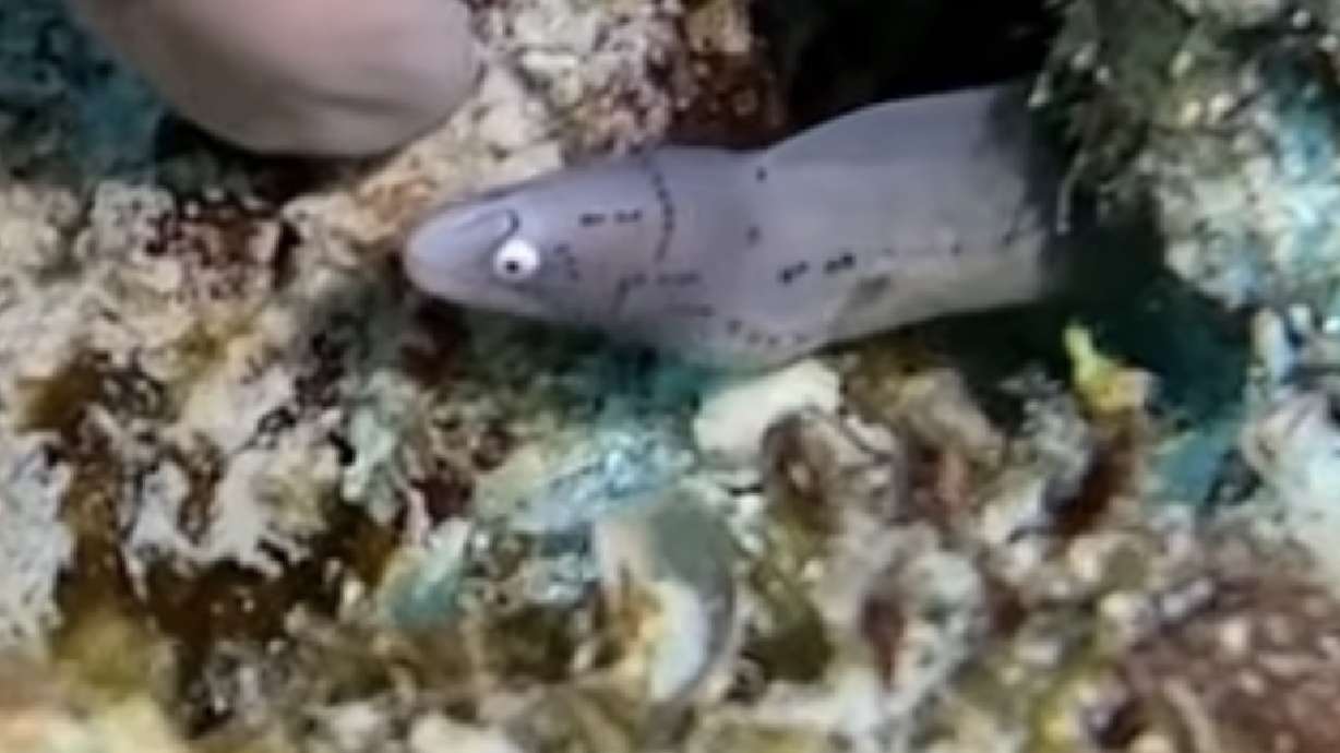 Have You Seen This? Baby eel brightens diver's day