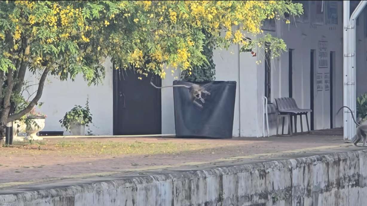 A monkey kicks an empty tank at Anuradhapura railway station in Sri Lanka.