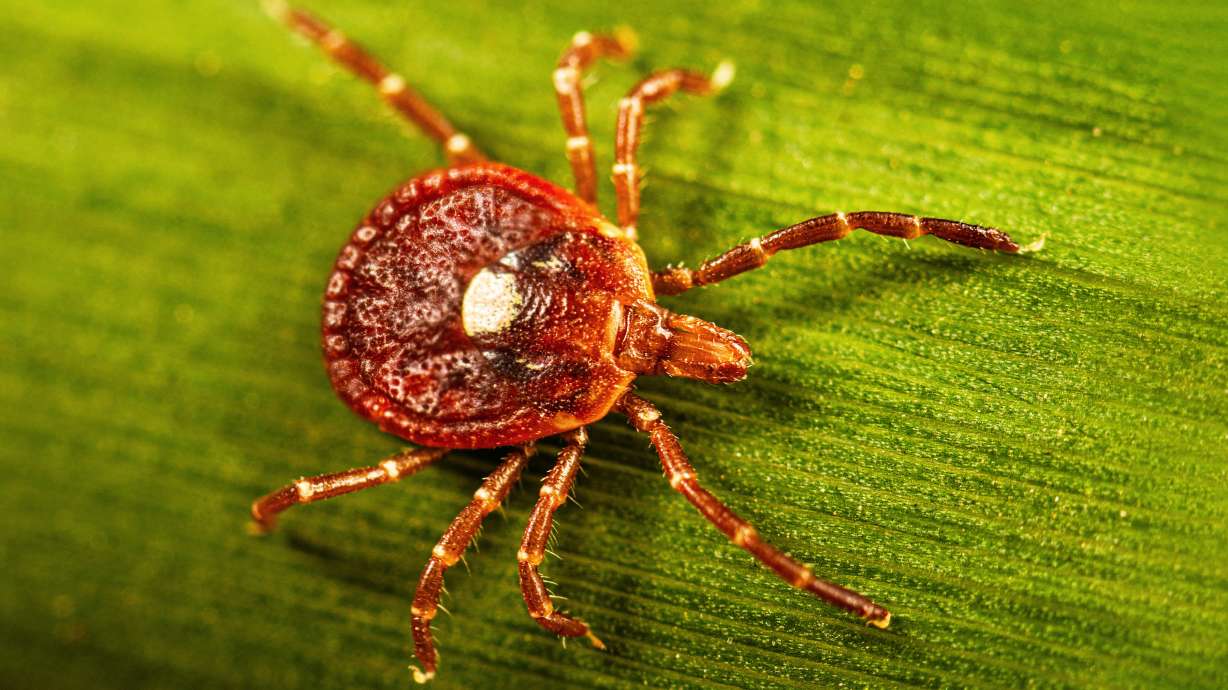 This photo provided by the U.S. Centers for Disease Control shows an adult female lone star tick crawling on a blade of grass in 2023.