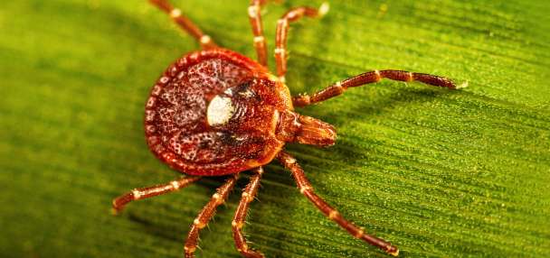 What to know about alpha-gal syndrome, the life-threatening meat allergy caused by tick bites