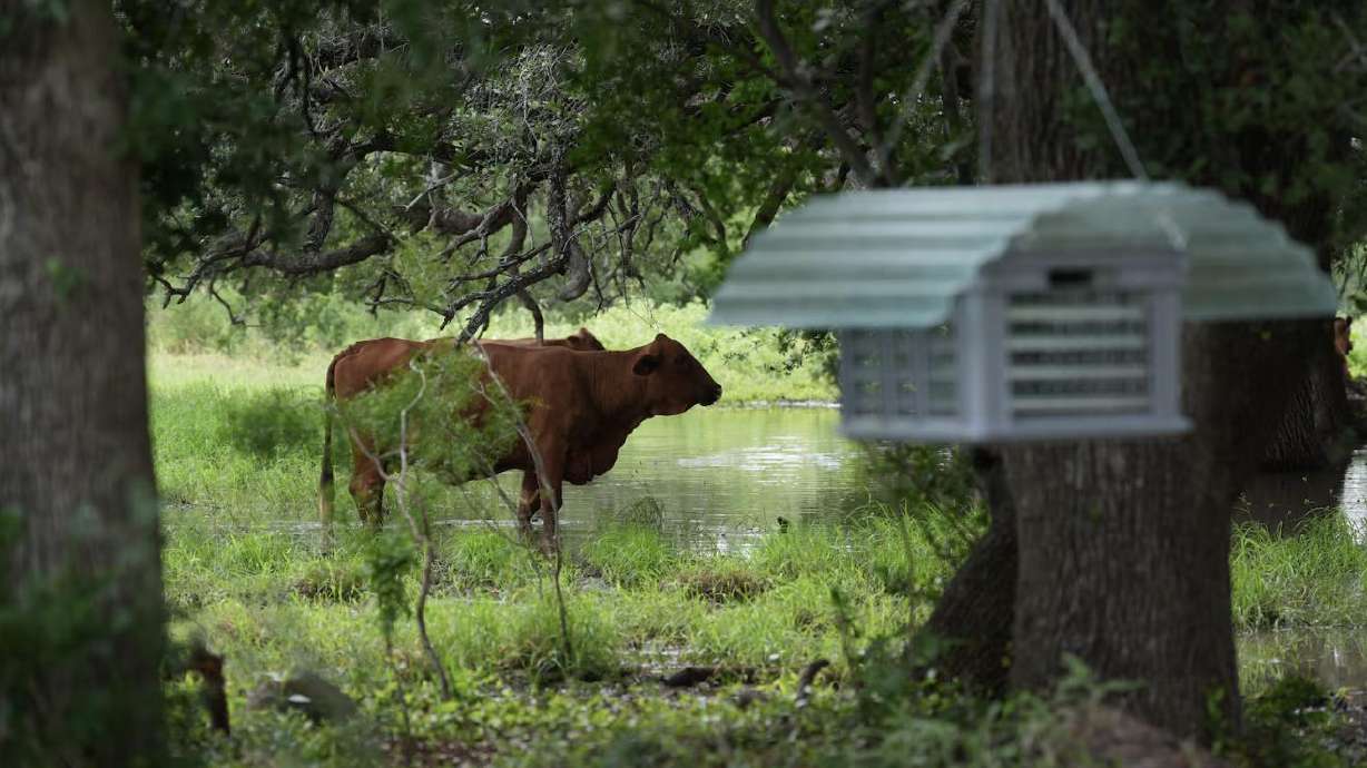 Cattle graze near a sterile fly dispersal station placed by the U.S. Department of Agriculture to combat the spread of the New World screwworm fly on grounds of a ranch near La Pryor, Texas, Thursday.