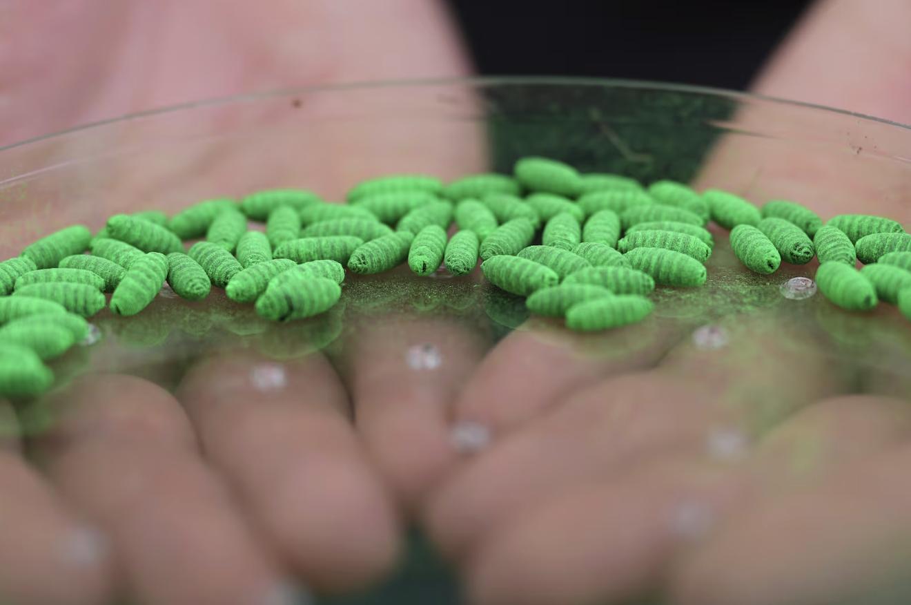 Dyed fly pupae are seen as a sterile fly dispersal station is placed by the U.S. Department of Agriculture to combat the spread of the New World screwworm fly on grounds of a ranch near La Pryor, Texas, Thursday.