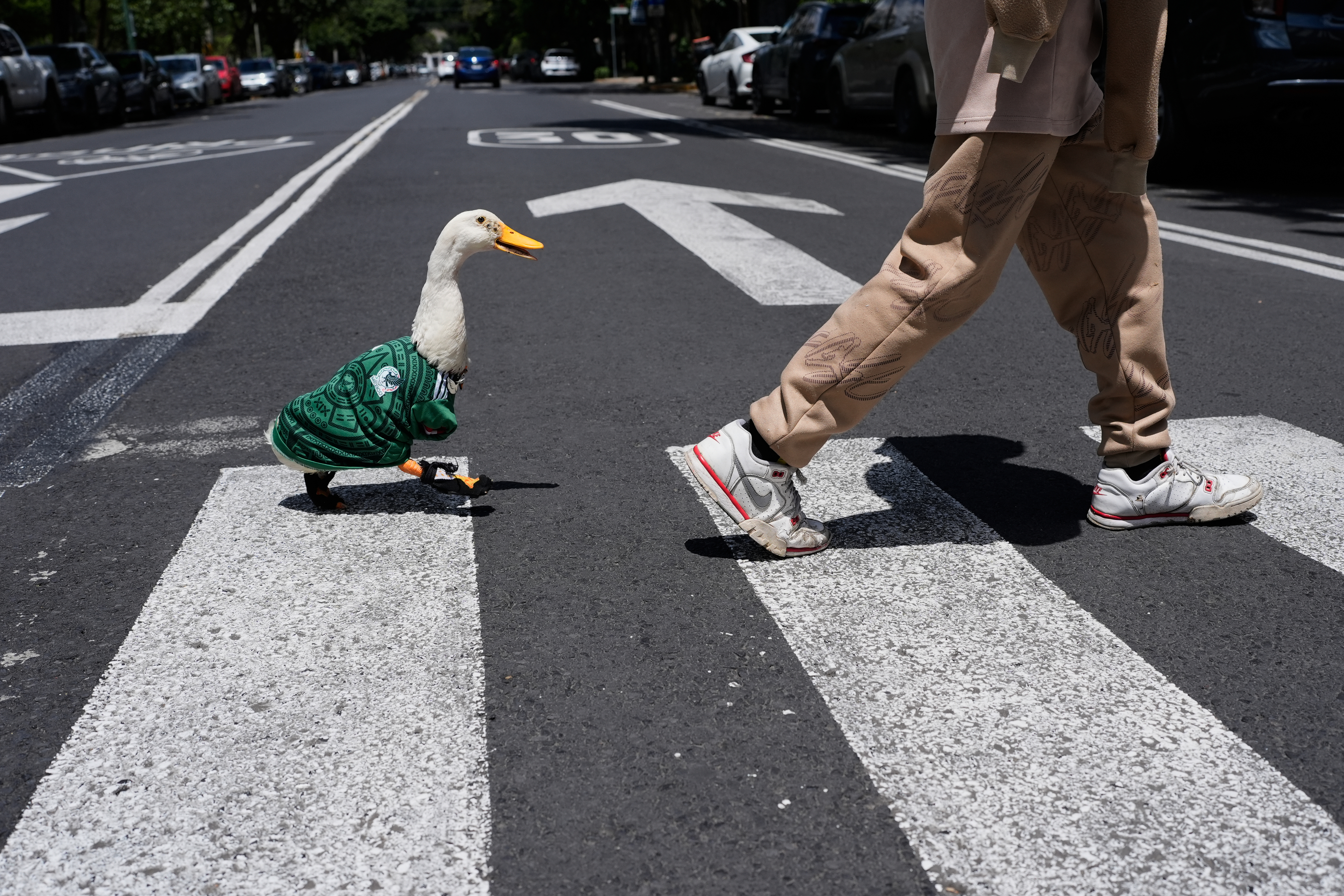 Meet Merlin the duck, a Mexico City streetside regular turned World Cup mascot