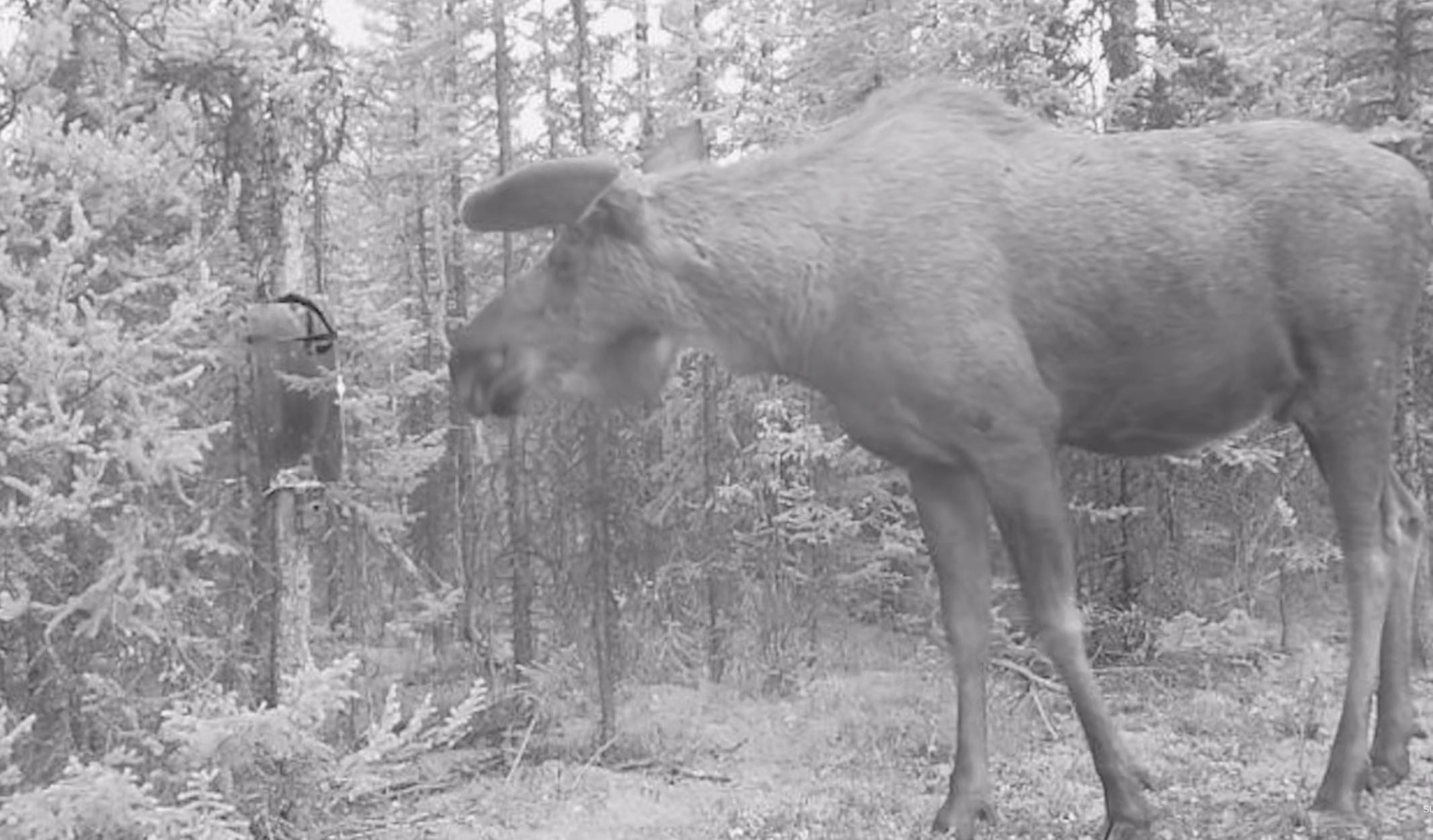 Have You Seen This? Moose runs away from its reflection