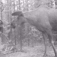 Have You Seen This? Moose runs away from its reflection