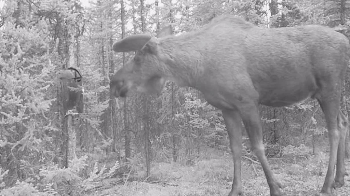 A brief, hilarious video captures how a moose reacts to seeing its reflection — possibly for the first time.