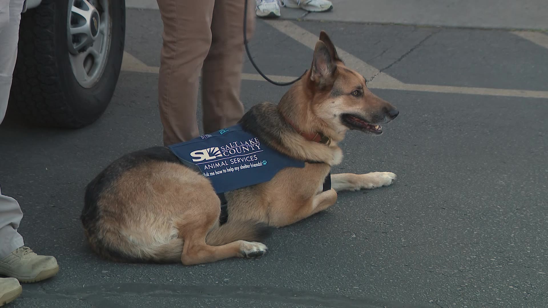 US Postal Service pushes safety after dozens of dog attacks in Utah