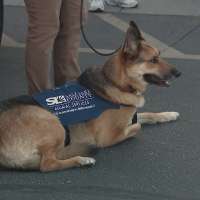 US Postal Service pushes safety after dozens of dog attacks in Utah
