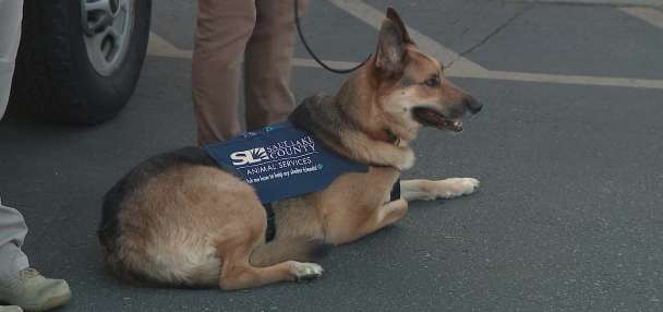 US Postal Service pushes safety after dozens of dog attacks in Utah