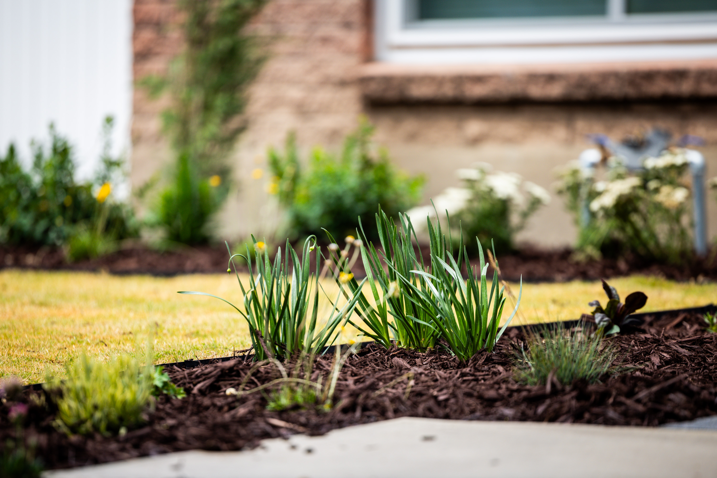 This Utah county is paying residents to make their landscaping water-efficient