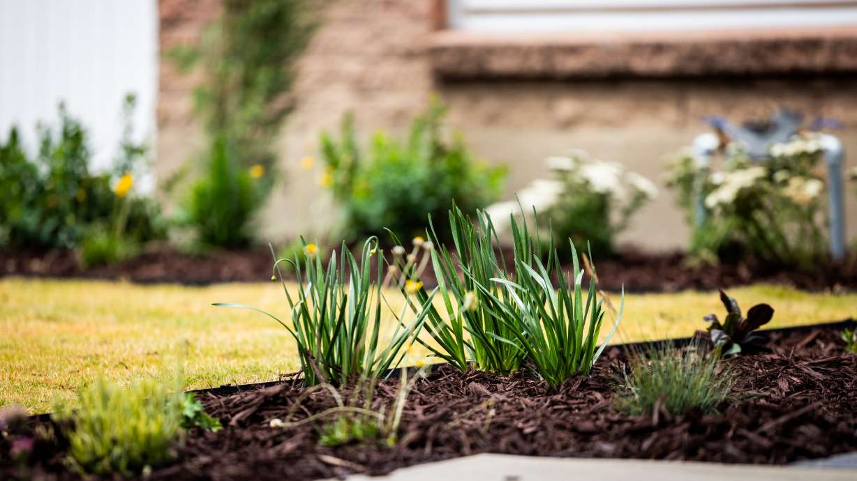 A water-wise landscape in Taylorsville, June 23, 2025. The Washington County Water Conservancy District announced it will pay property owners up to $3 for each square foot of grass replaced with water-efficient landscaping.
