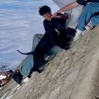 Have You Seen This? Parisians join forces, pull fearful pup from river