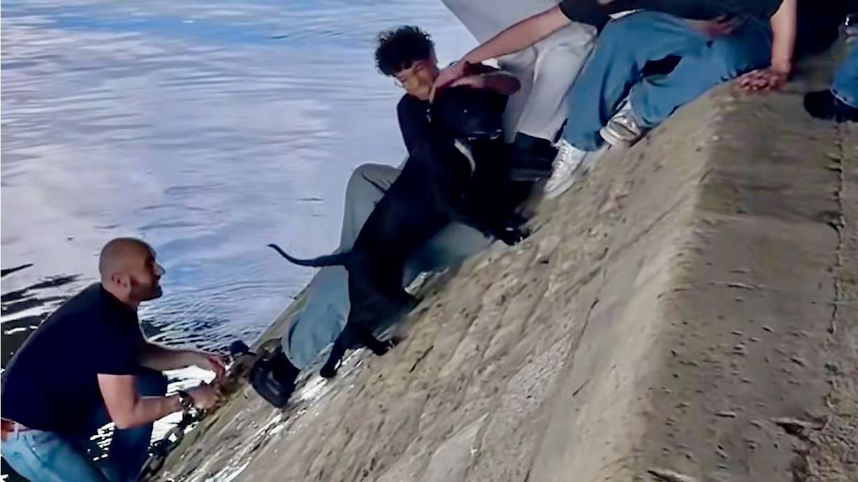 When a dog found itself in the Seine River in Paris last May, unable to get out, a contingent of passersby joined forces to help the scared animal.