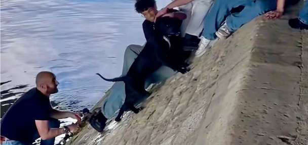 Have You Seen This? Parisians join forces, pull fearful pup from river